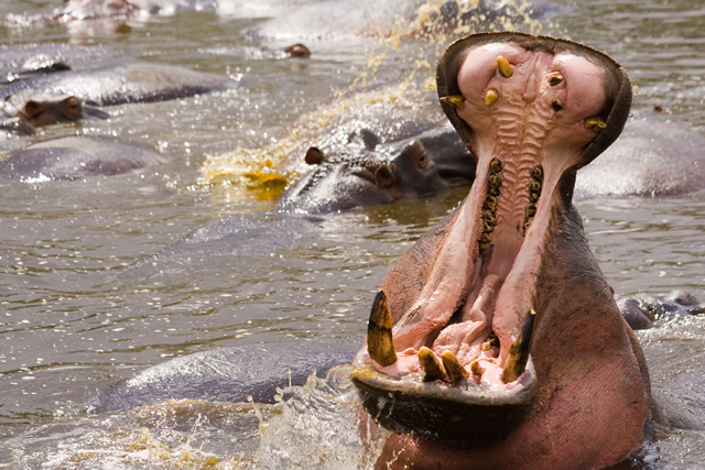 JenBlog-1-yawning-hippo